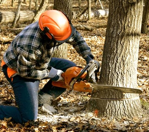 Tree Removal in Concan, TX